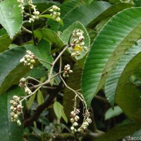 Schumacheria castaneifolia Vahl